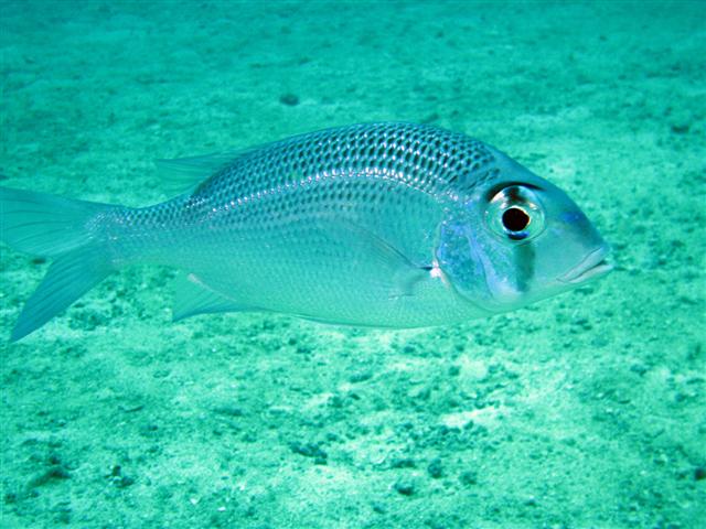 (Lethrinidae Bonaparte, 1831) Семейство Летриниды, Летриновые